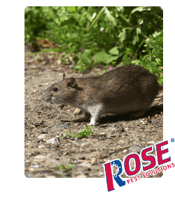 Rats In Michigan Ohio Are A Threat To Health And Property Rat Are A Major Pest Problem For Michigan And Ohio